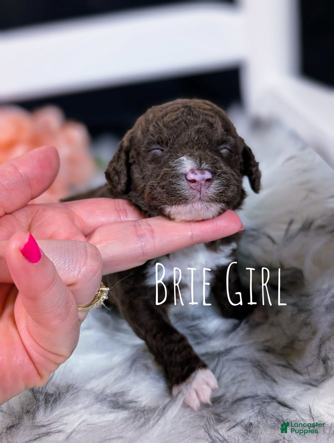 Mini Bernedoodle dogs for sale: Brie - Image 1