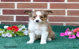 Shetland Sheepdog dogs for sale: Fern - Image 3