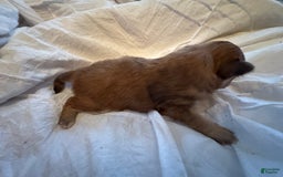 Pomeranian dogs for sale: Jill - Image 11
