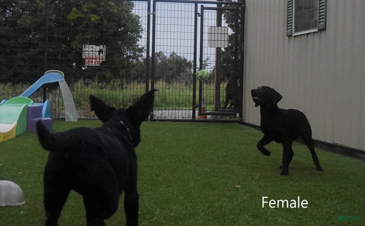Labrador Retriever dogs for sale - Ad 2