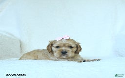 Cocker Spaniel dogs for sale: Scarlett - Image 3