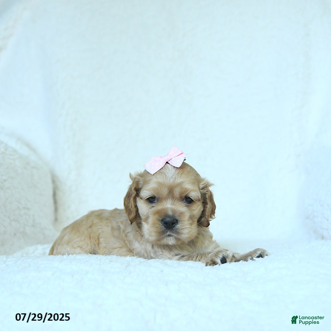 Cocker Spaniel dogs for sale: Scarlett - Image 3
