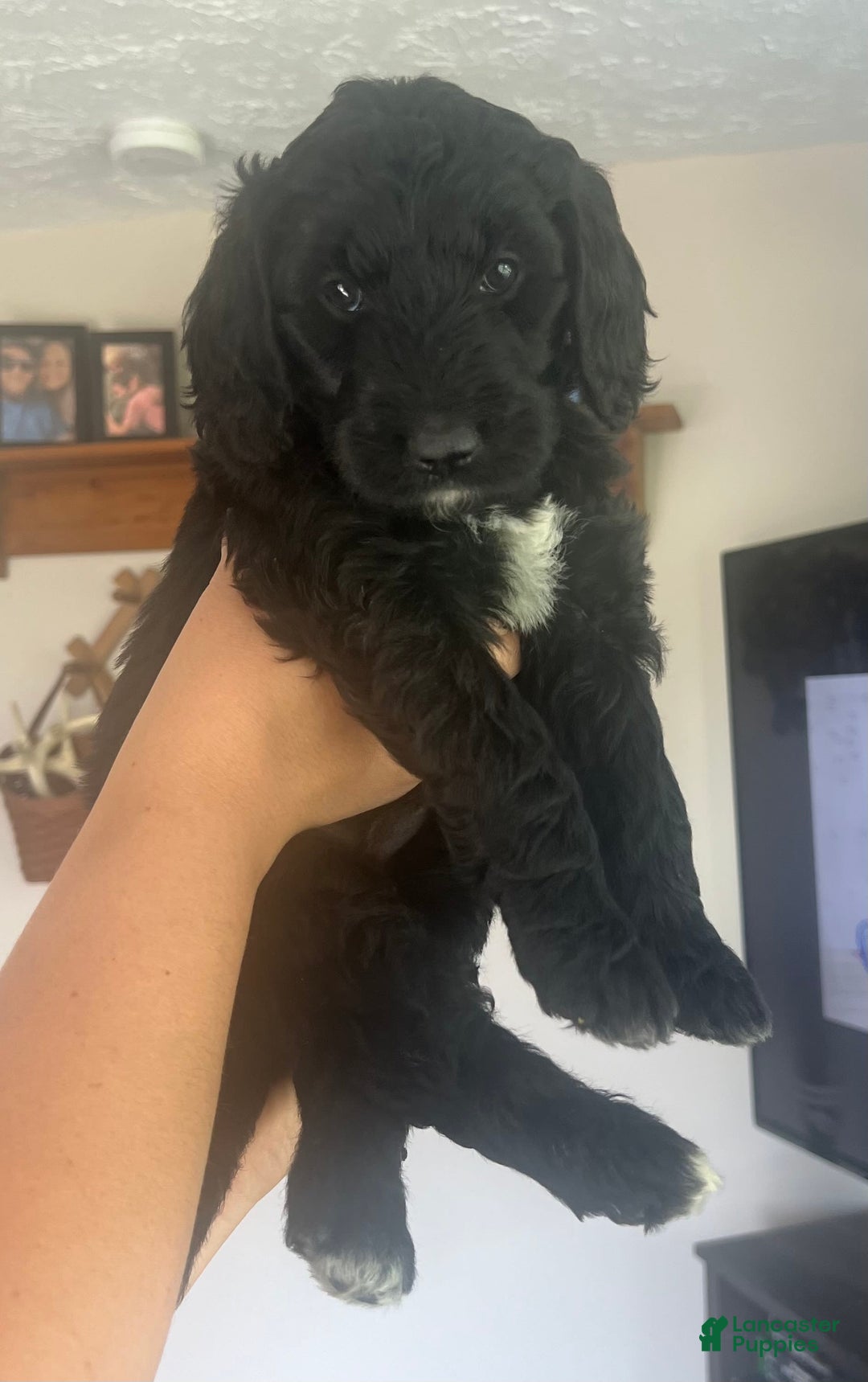 Goldendoodle dogs for sale: Skye - Image 7