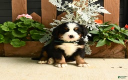 Bernese Mountain Dog dogs for sale: Maverick - Image 2