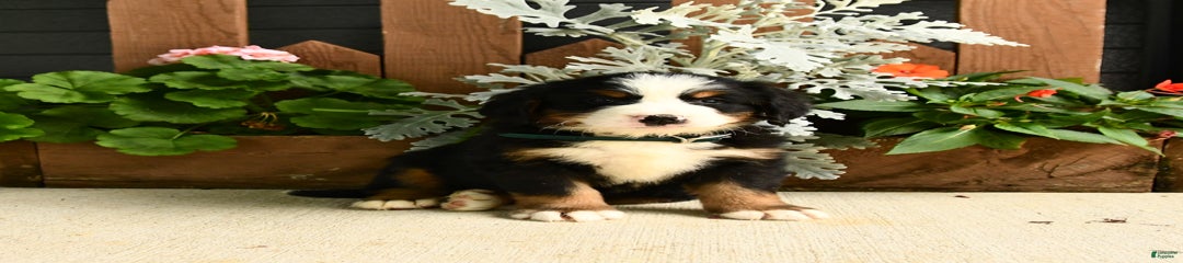 Maverick