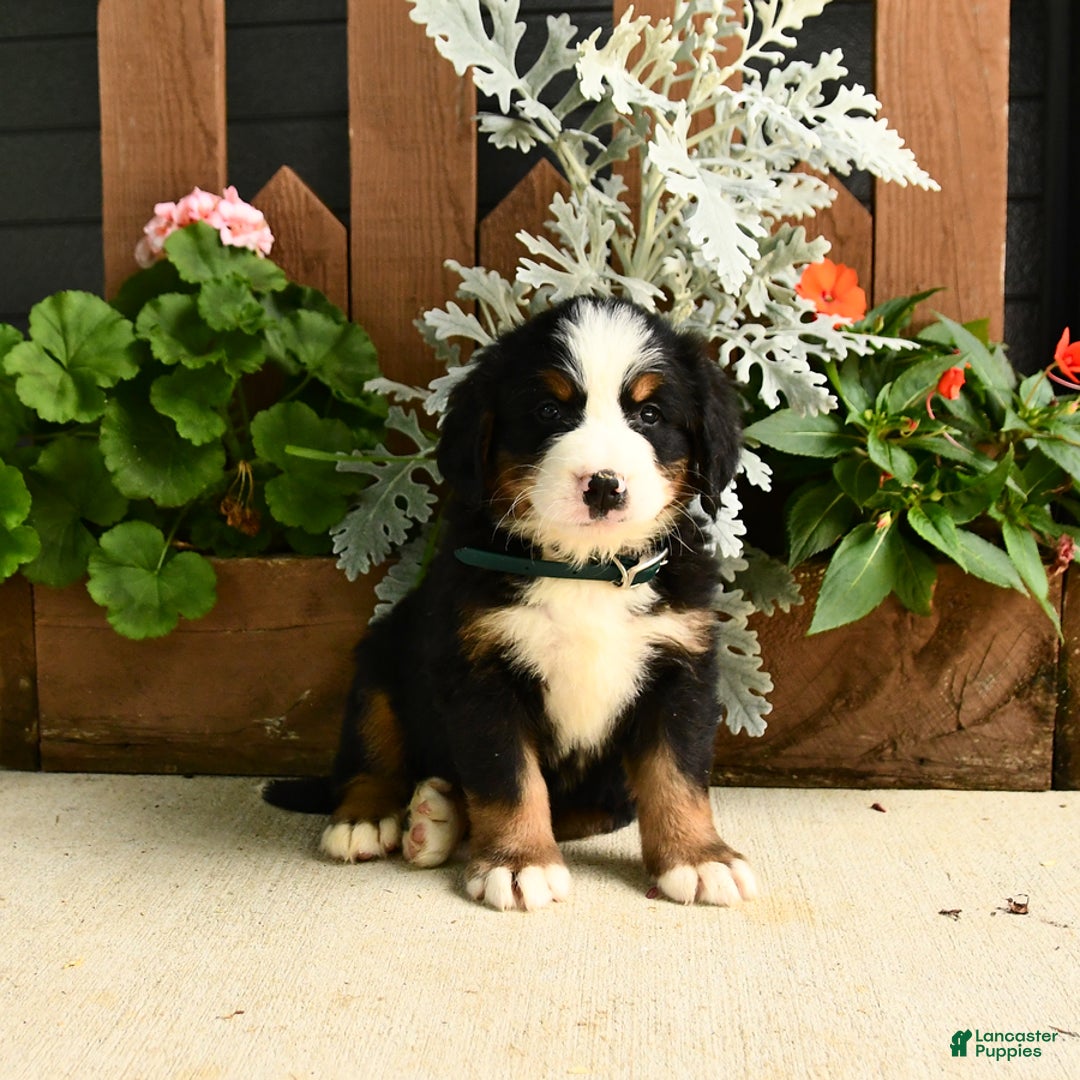 Bernese Mountain Dog dogs for sale: Maverick - Image 2