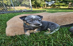 Australian Cattle Dog dogs for sale: Milo - Image 3
