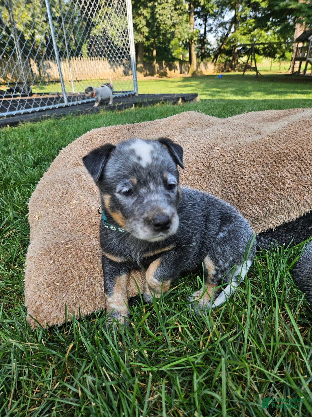 Australian Cattle Dog dogs for sale: Milo - Image 3