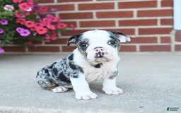 Olde English Bulldogge dogs for sale: Chase - Image 1