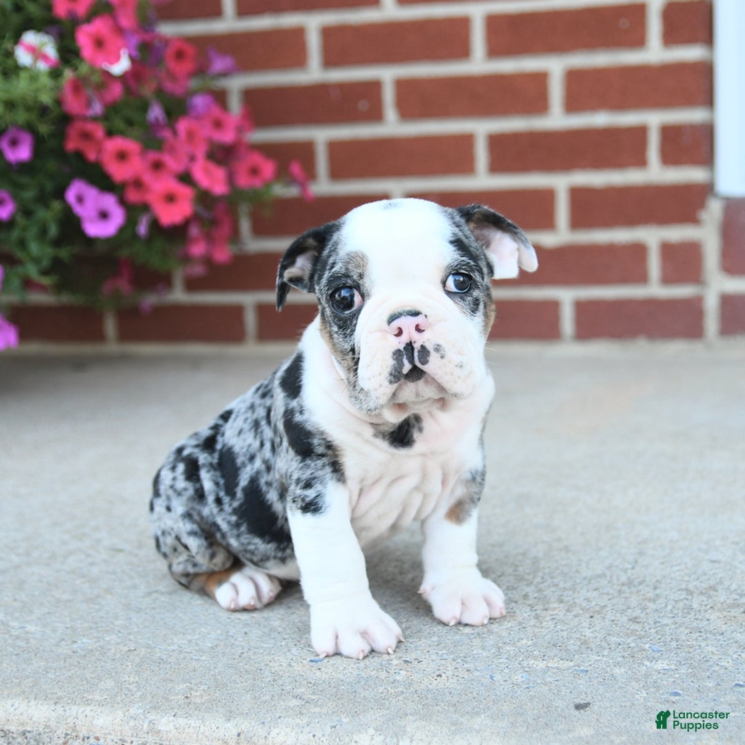 Olde English Bulldogge dogs for sale: Chase - Image 1