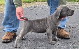 Cane Corso dogs for sale: Cane Corso 4 puppies - Image 13