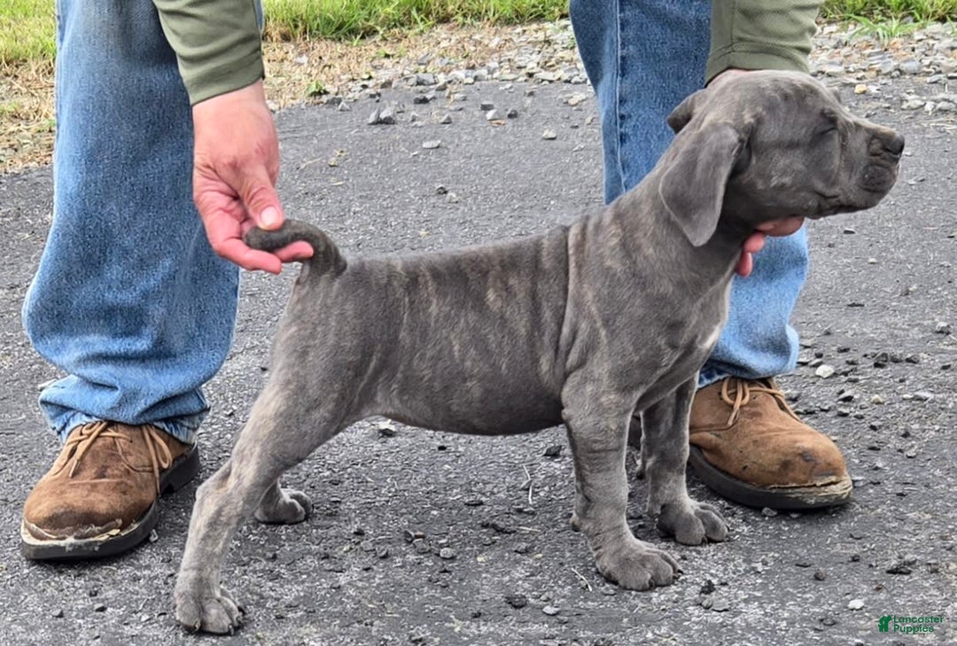Cane Corso dogs for sale: Cane Corso 4 puppies - Image 13