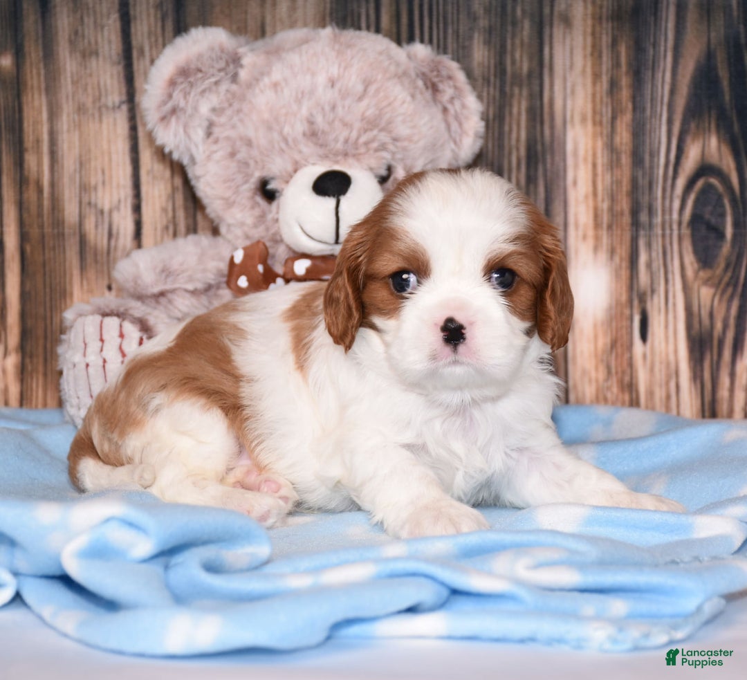 Cavalier King Charles Spaniel dogs for sale: Fritz - Image 6