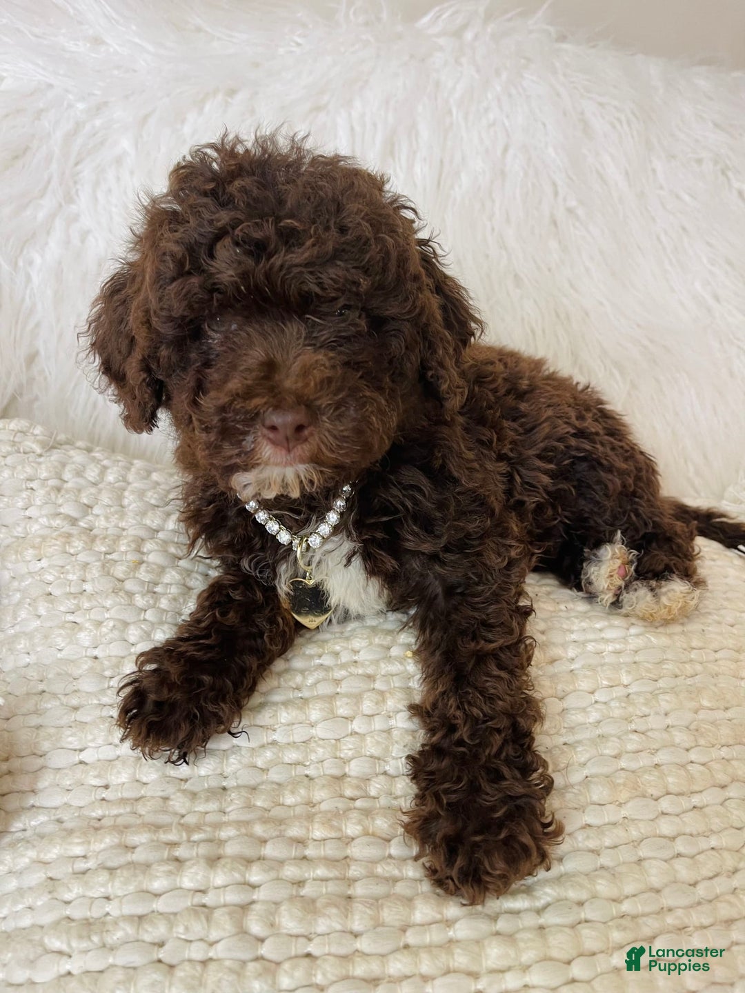 Mini Bernedoodle dogs for sale: Coco Bean - Image 5