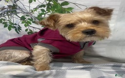 Shorkie dogs for sale: Little Mercedes - Image 16