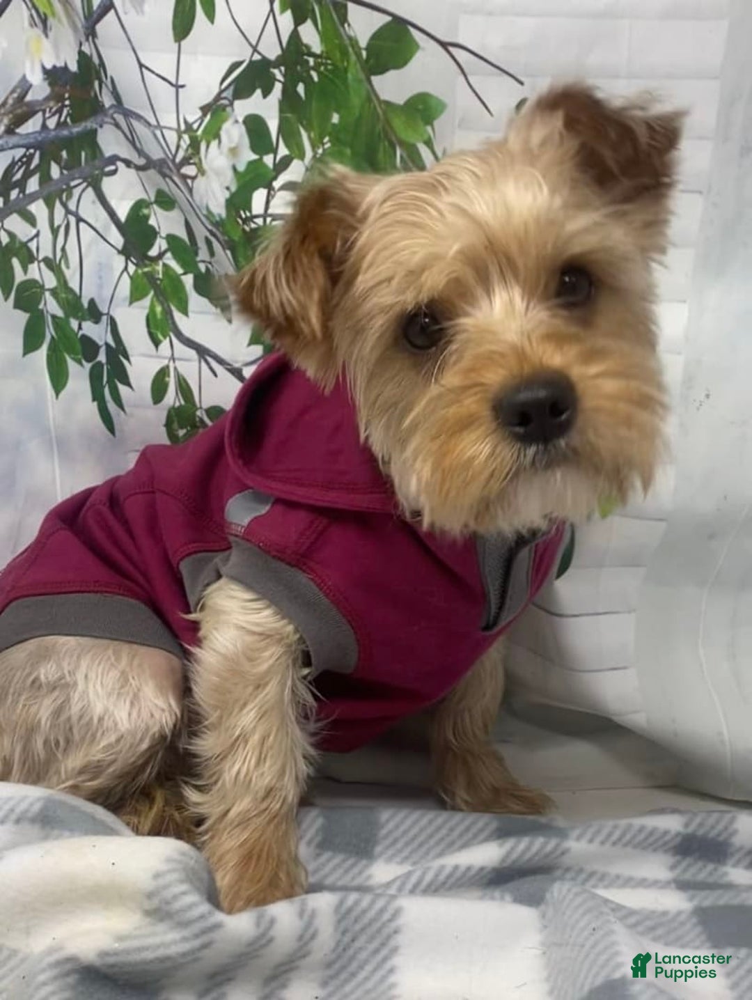 Shorkie dogs for sale: Little Mercedes - Image 16