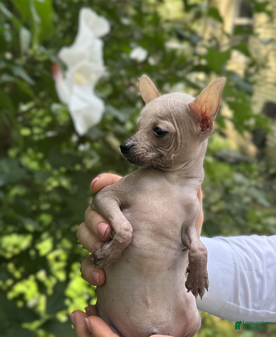 Chihuahua dogs for sale: Splinter - Image 10