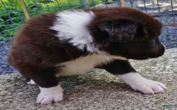 Border Collie dogs for sale: Andy - Image 1