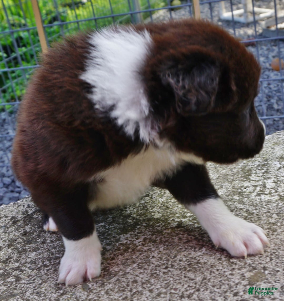 Border Collie dogs for sale: Andy - Image 1