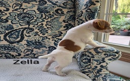 Jack Russell Terrier dogs for sale: Zella - Image 3