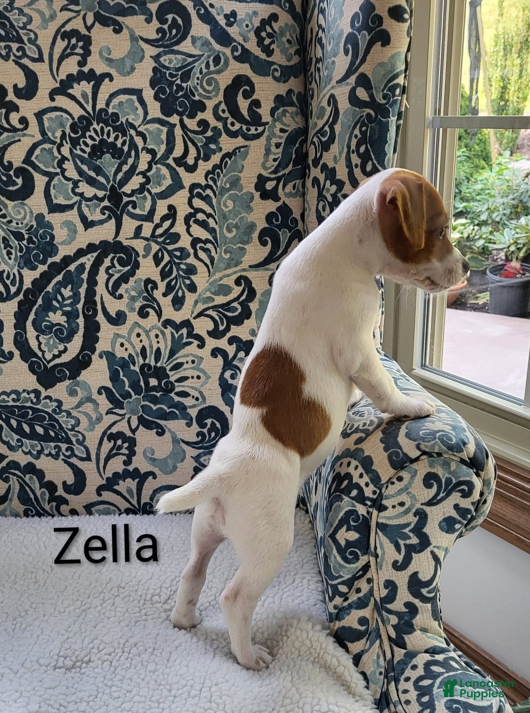 Jack Russell Terrier dogs for sale: Zella - Image 3