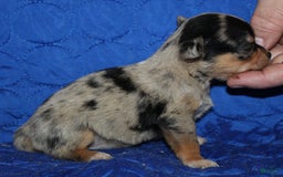 Chihuahua dogs for sale: Phoebe - Image 2