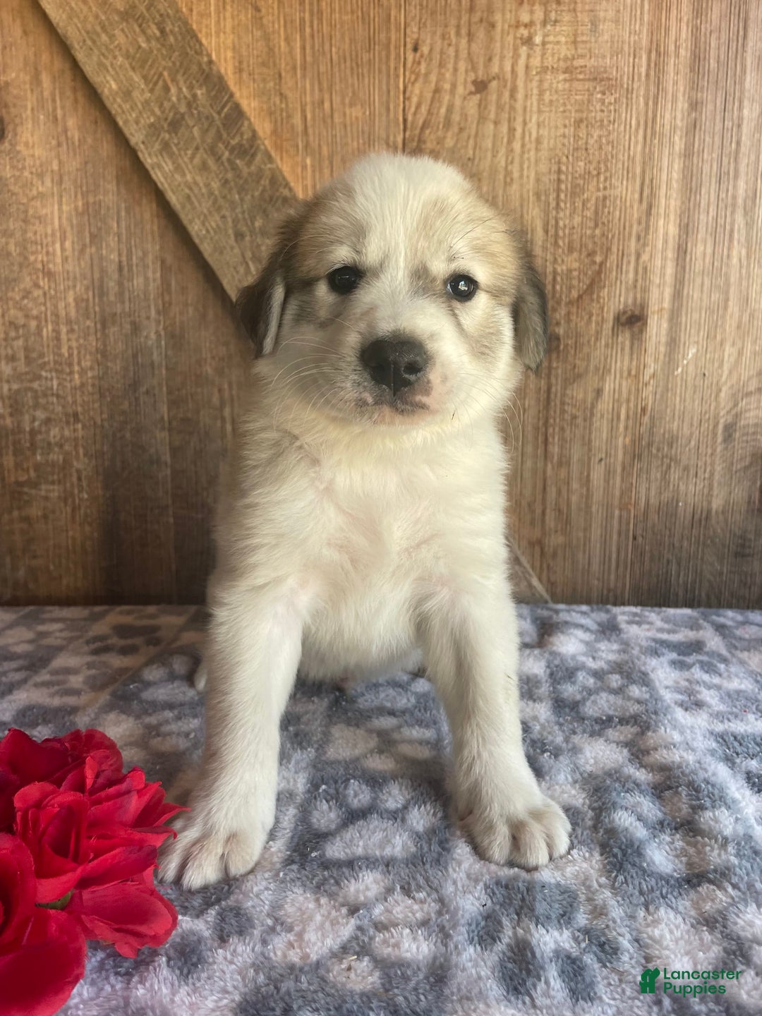 Great Pyrenees dogs for sale: Zeus - Image 3