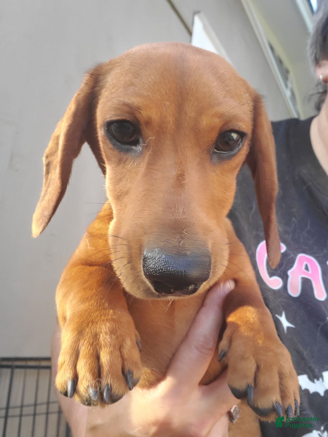 Dachshund dogs for sale: Jolly - Image 1