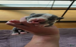 American Bully dogs for sale: Hazel - Image 11