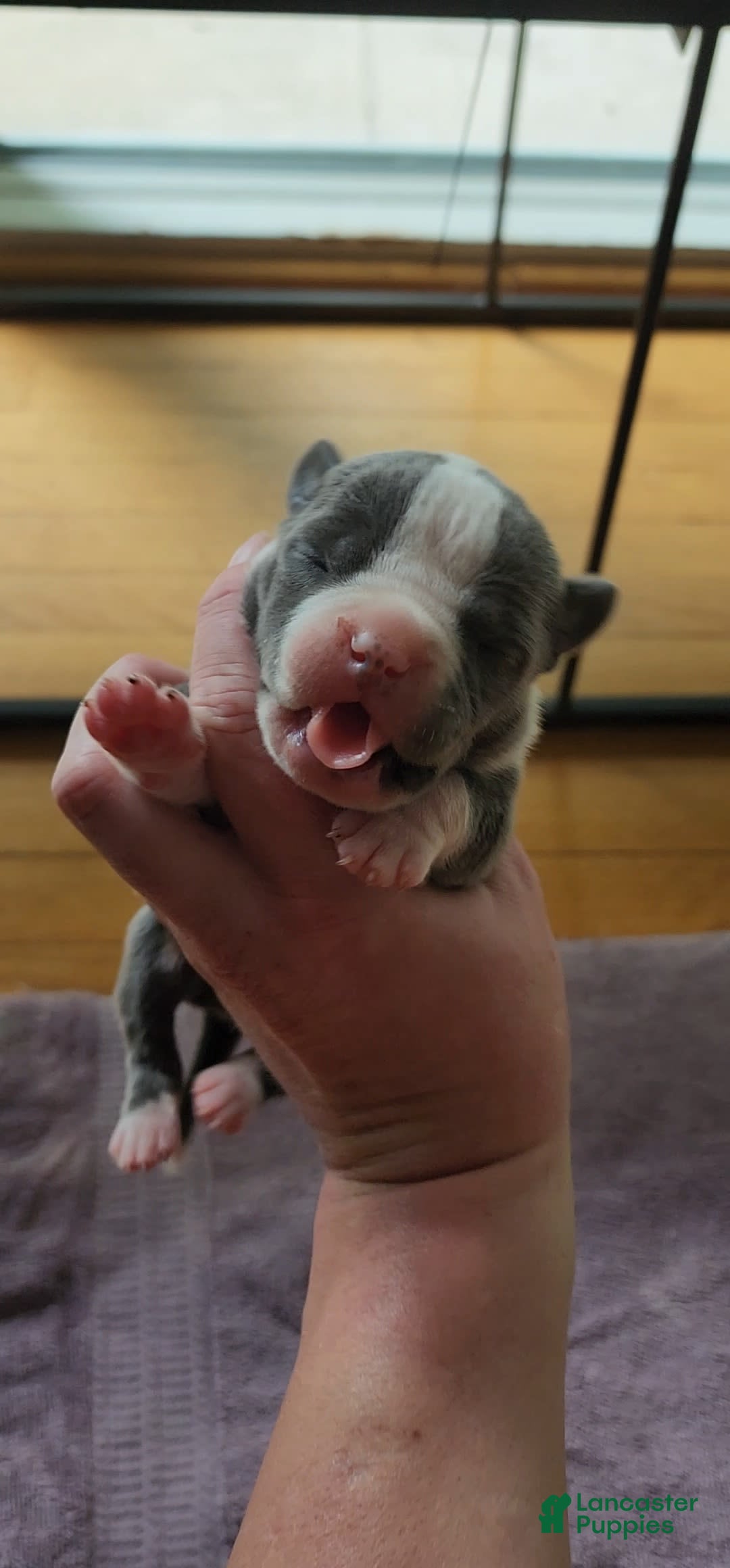 American Bully dogs for sale: Hazel - Image 11