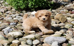 Mini Goldendoodle dogs for sale: Rick - Image 2