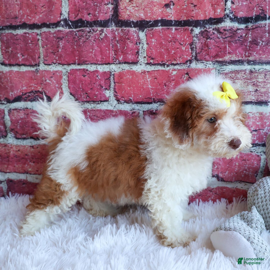 Cavachon dogs for sale: ECHO - Image 16