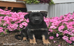 German Shepherd dogs for sale: Jinger - Image 2