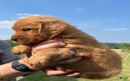 Golden Retriever dogs for sale: Fin - Image 17