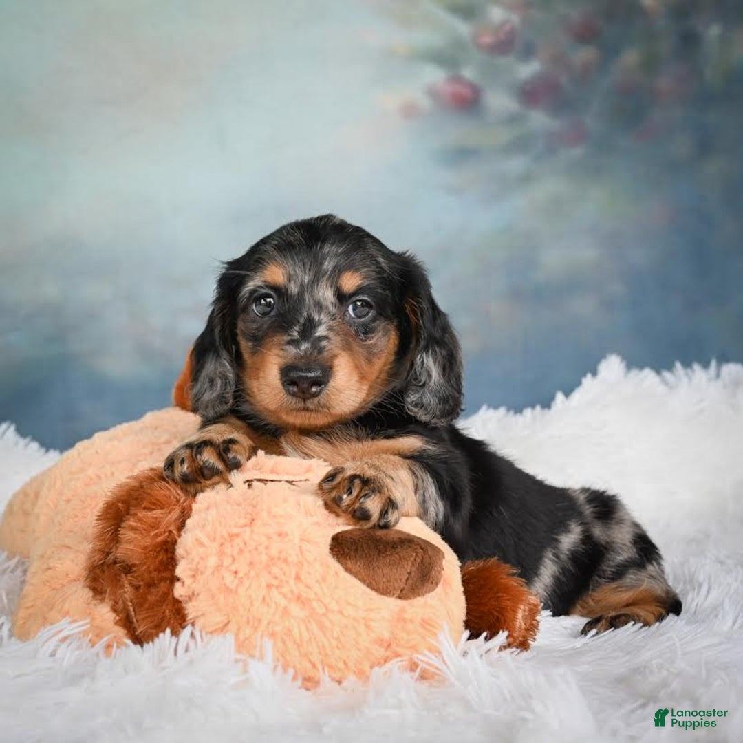 Miniature Dachshund dogs for sale: Misty - Image 3