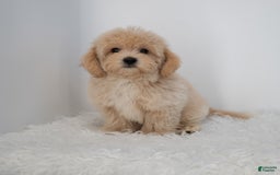 Maltipoo dogs for sale: Agustin - Image 16