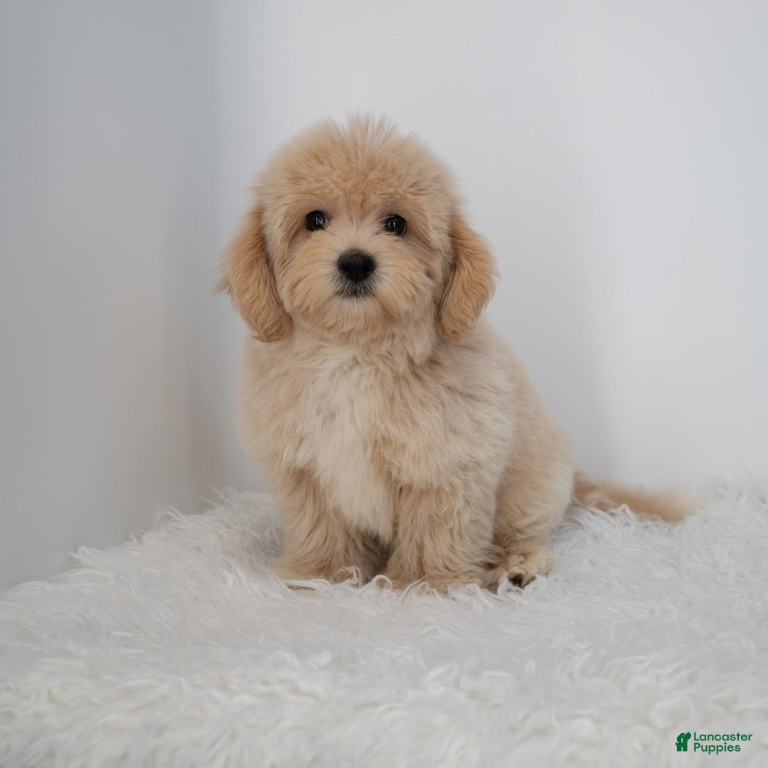 Maltipoo dogs for sale: Agustin - Image 16
