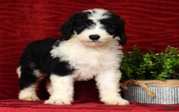 Sheepadoodle dogs for sale: Diesel - Image 3