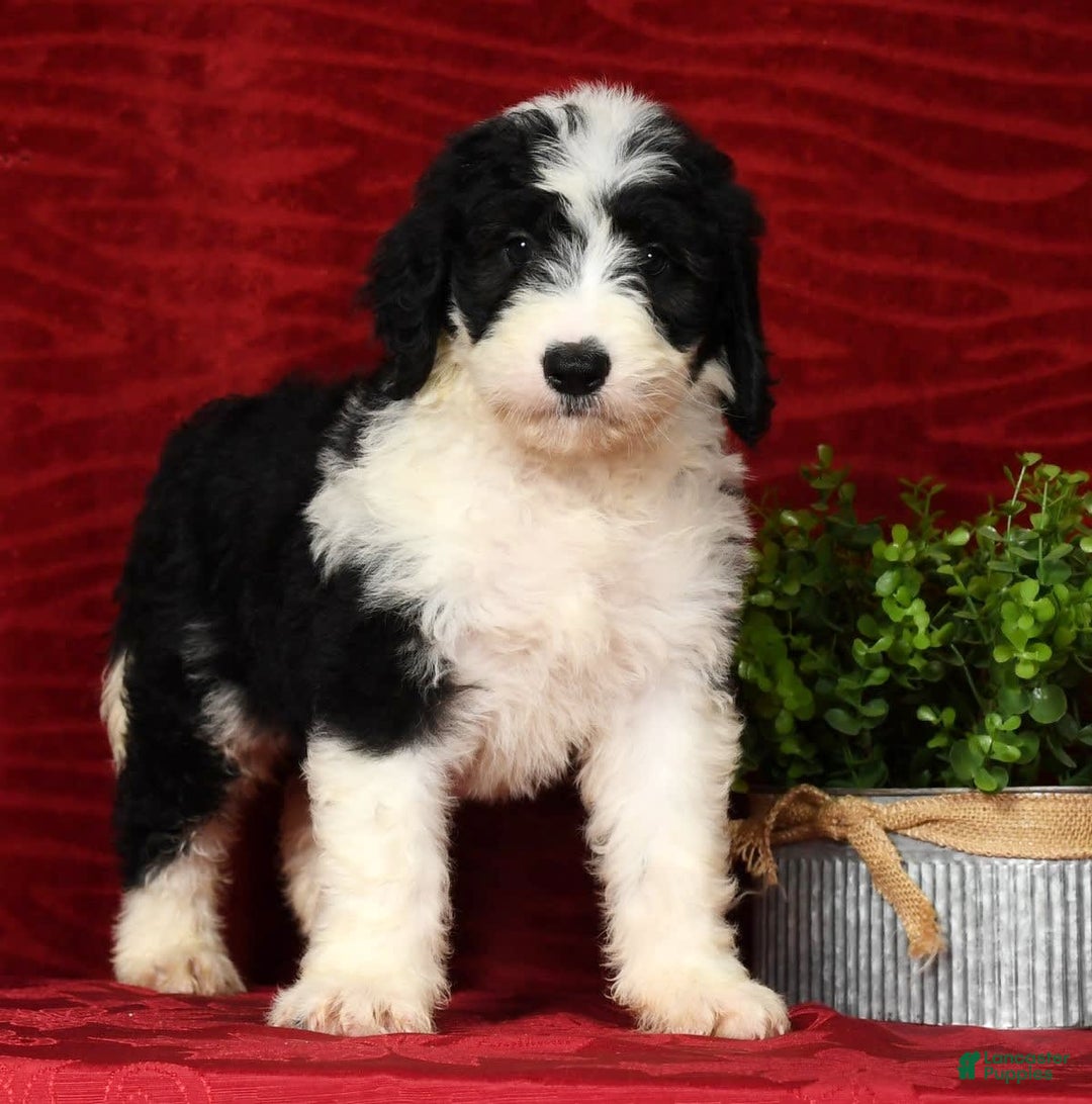 Sheepadoodle dogs for sale: Diesel - Image 3