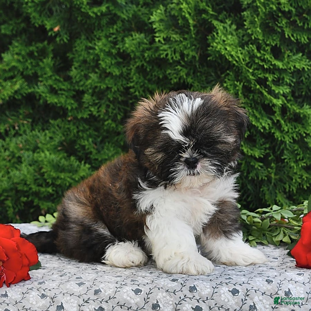 Shih Tzu dogs for sale: Mocha - Image 9