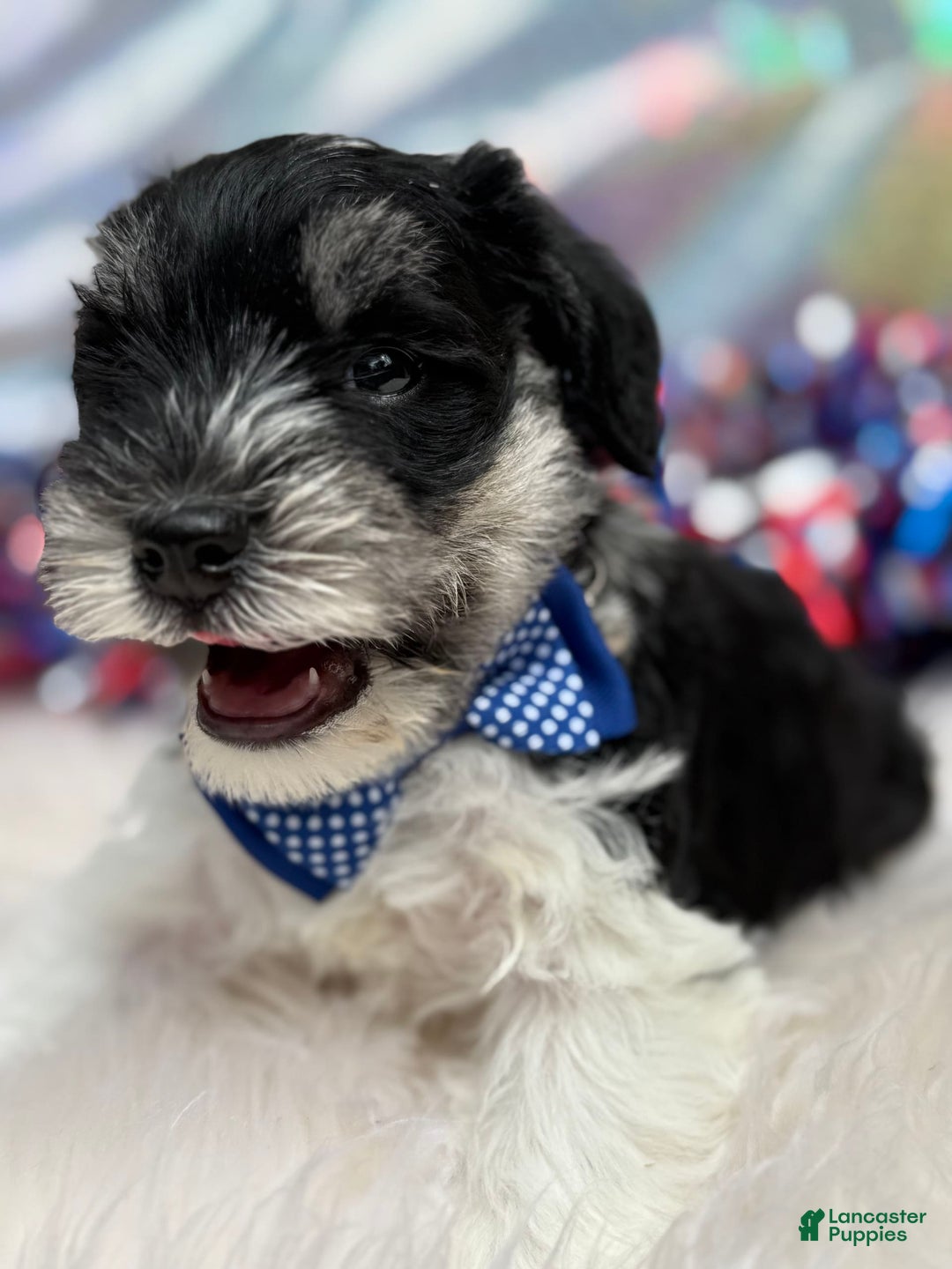 Miniature Schnauzer dogs for sale: Halo - Image 4