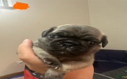 Pug dogs for sale: Potato - Image 1