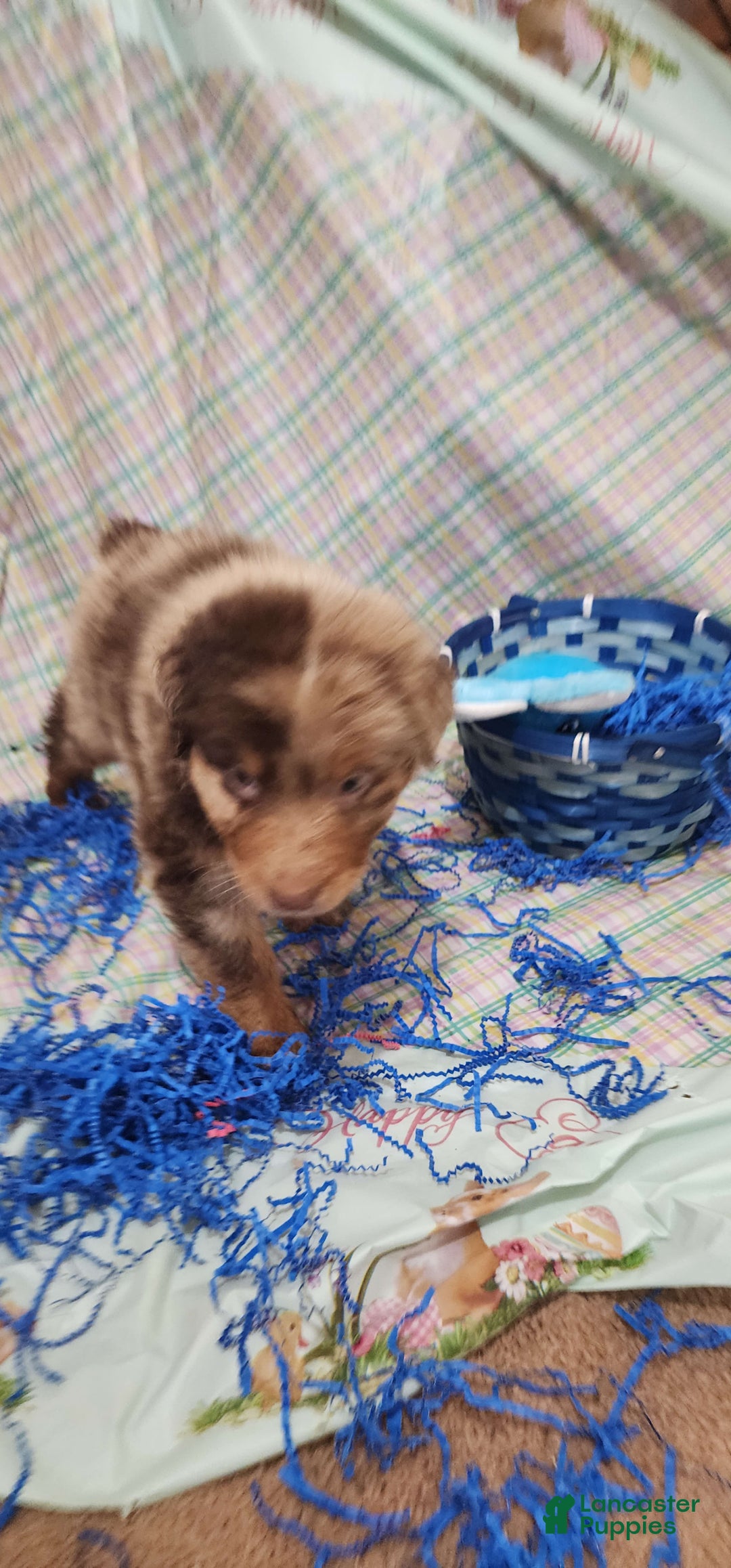 Australian Shepherd dogs for sale: Teddi - Image 12