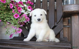 German Shepherd dogs for sale: Jasmine - Image 3