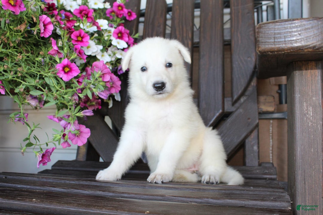German Shepherd dogs for sale: Jasmine - Image 3