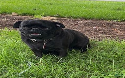 Pug dogs for sale: Elsie - Image 5