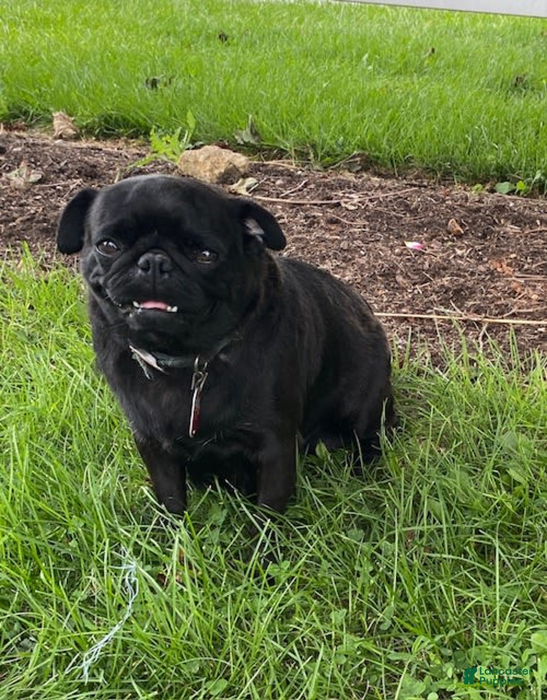 Pug dogs for sale: Elsie - Image 5