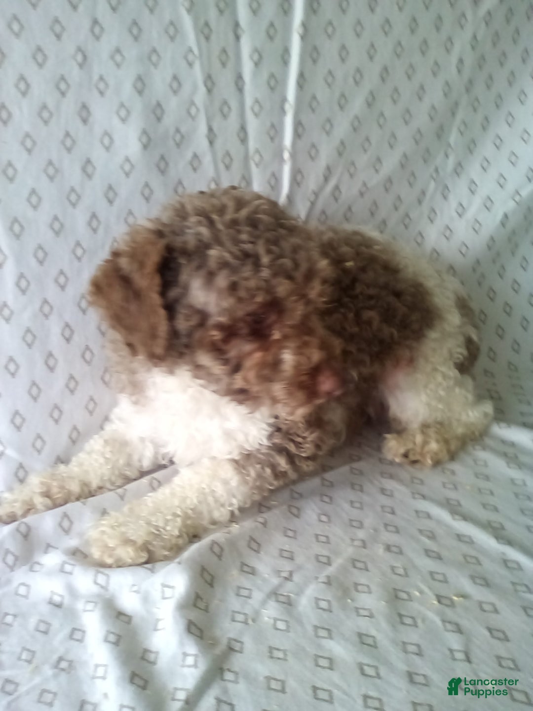 Bichpoo dogs for sale: Prince - Image 7