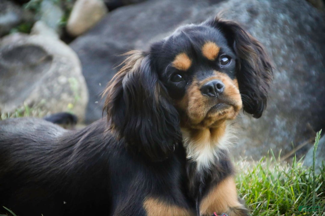 Cavalier King Charles Spaniel dogs for sale: Pluto - Image 22