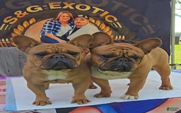 French Bulldog dogs for sale: Raider - Image 10